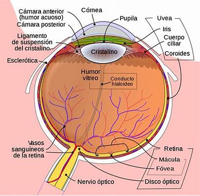 Wikipedia Ojo Eye Human Diagram