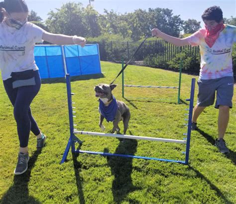 Welcome to the bc spca surrey education & adoption centre. Things to do with Bay Area kids when school is out