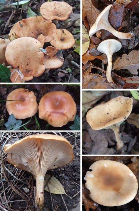 February Forage Tawny Funnel The Mushroom Diary Uk Wild Mushroom