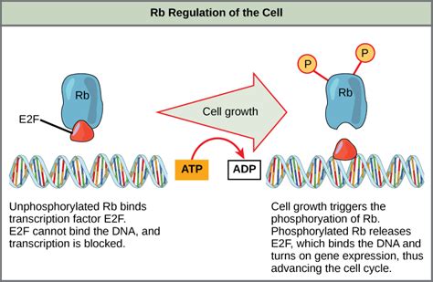 Chapter The Cell Cycle And Its Regulation In Fundamentals Of