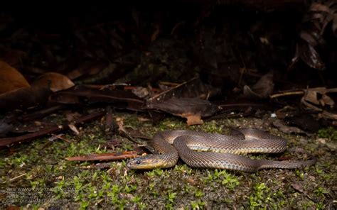 Burrowing Rufous Snake Achalinus Rufenscens —