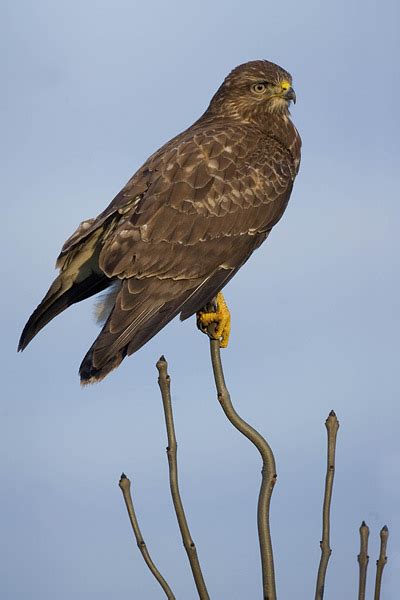 De snavel is kort, van de wortel af gekromd en zijdelings samengedrukt, de zijrand is nagenoeg. Foto's en informatie over de buizerd | Johannes Klapwijk ...