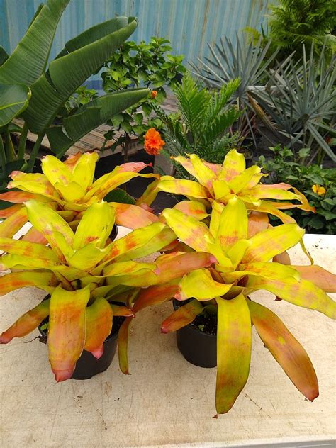 Buy Neoregelia Hawaii Bromeliad Free Shipping Over 100