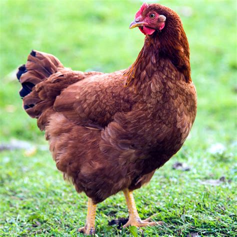Galinha Rhode Island Red