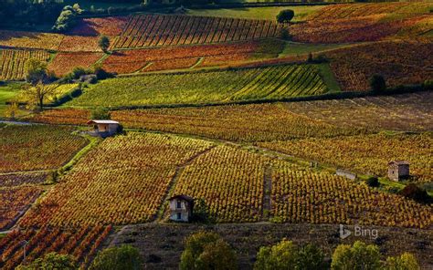 France Vineyards Near Beaujeu Rhone 2016 Bing Desktop Wallpaper Preview