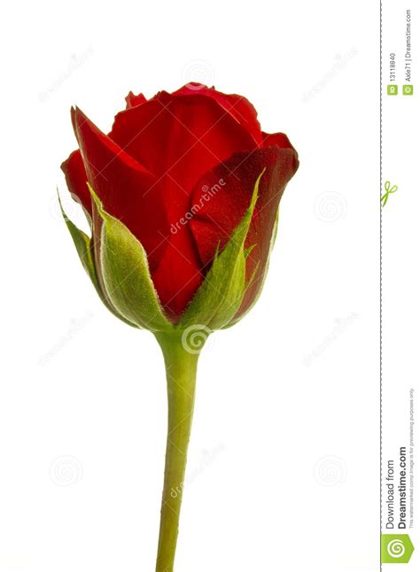 Red Rose Isolated Stock Photo Image Of Valentine White 13118840