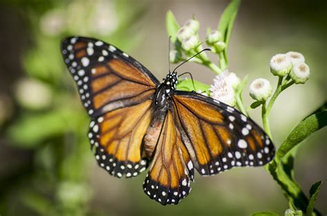 Close Up Of Monarch Butterfly Image Free Stock Photo