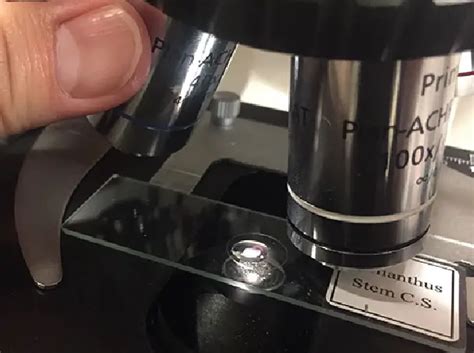 How To Use Microscope Immersion Oil To Get Higher Resolution Images