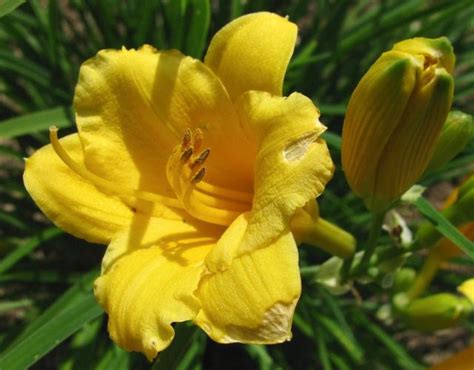 However, there are some that can be planted in your garden through the use of seed packets. yellow summer garden flowers lilies.jpg Hi-Res 720p HD