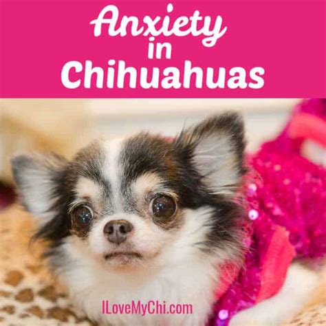 Anxiety In Chihuahuas I Love My Chi