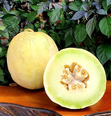 Melons White Lanzhou Honeydew Melon