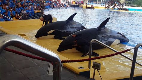 Is there animal gets eaten by orcas? Orcas in LoroParque, Tenerife Spain - YouTube