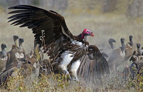 Geier Foto And Bild Namibia Vögel Wildlife Bilder Auf Fotocommunity