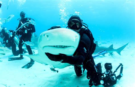 Operators in the area don't bait the sharks so. Man Goes on an Adventurous Scuba Diving Photo Shoot With ...