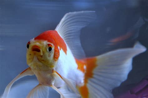 Maybe you would like to learn more about one of these? 12 Jenis Ikan Mas Koki Ini Dapat Kamu Pelihara di Akuarium