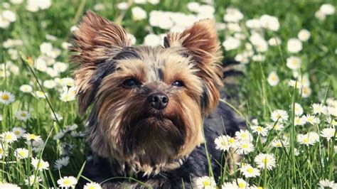 Yorkshire Terrier Dog Breed Information Personality Health Grooming