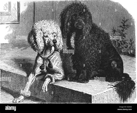 Poodle Dog Breed Illustration From Book Dated 1904 Stock Photo Alamy