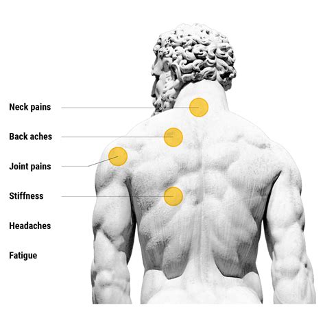 Back Muscles Diagram For Massage 260 Muscles And Massage Ideas