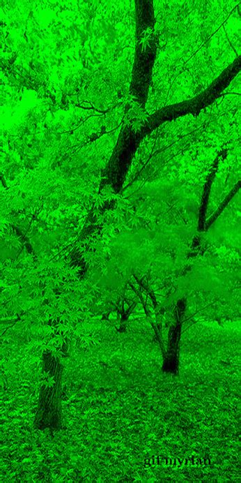 Green Trees Landscape Paintings Green Trees Forest Tree