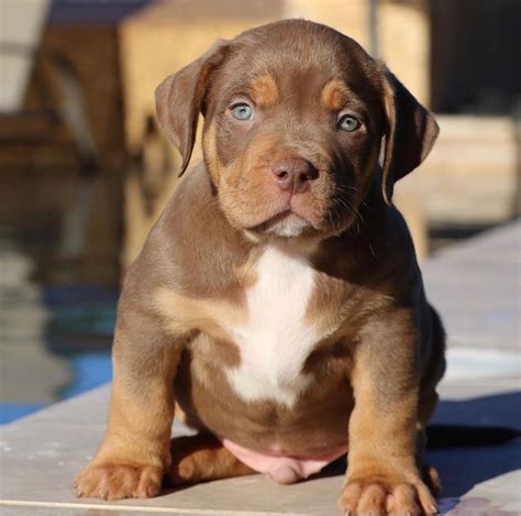 Pitbull puppies for sale in texas. Bully puppies for sale in mississippi