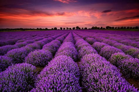 Lavender Field Sunset Wallpapers Top Free Lavender Field Sunset