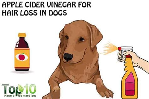 A move, change in life (such as separation from its humans) or even a second dog joining the family can cause your pet to feel more stress and can lead to hair loss in dogs. Home Remedies for Hair Loss in Dogs | Top 10 Home Remedies