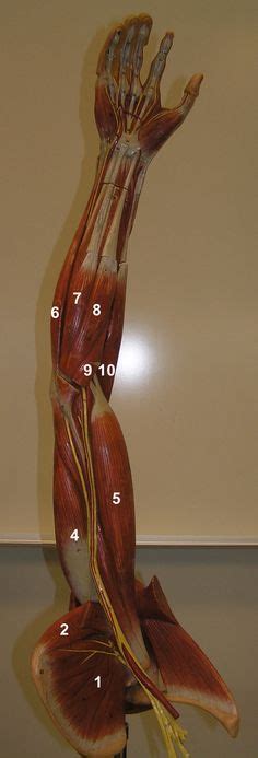 39 ideas de Anatomy Arms anatomia brazo anatomía anatomía artística