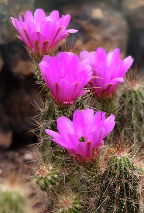Hot Pink Hedgehog Blooms Photograph By Saija Lehtonen Pixels
