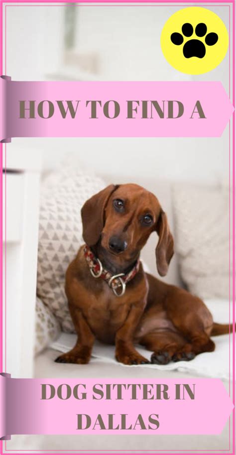 How To Find A Dog Sitter In Dallas We Are Dallas Fort Worth