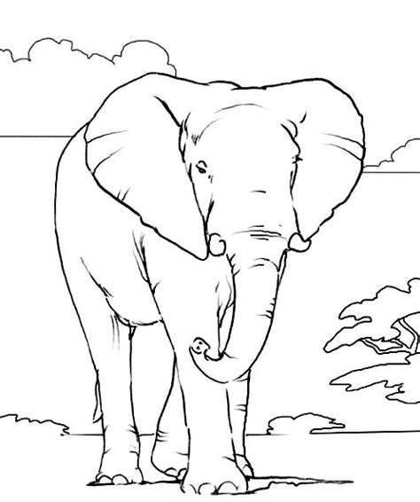 Zoo animal coloring pages new zooanimals free colouring of. 1000+ images about Elephant Coloring Pages on Pinterest ...