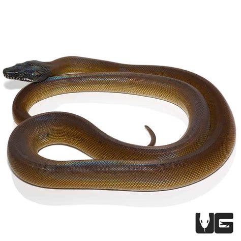 Dalberts White Lipped Python Leiopython Albertisii For Sale