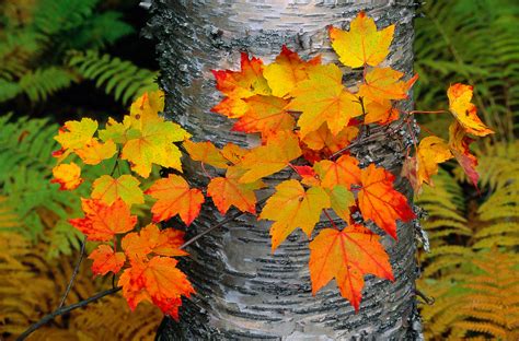 Free photo: Trees during Fall - Autumn, Mist, Woods - Free Download