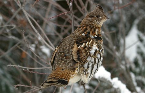 Ruffed Grouse Facts Habitat Dieta Ciclo Di Vita Baby Immagini