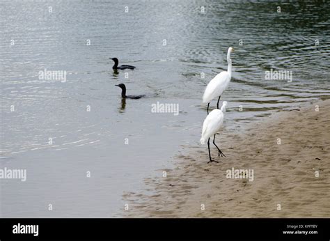 White Herons And Black Shags Crooked River Gerroa New South Wales