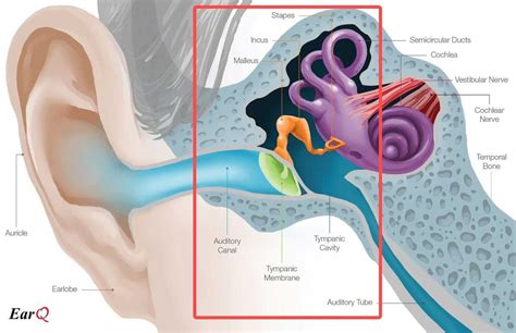 Inner Ear Diagram Human Ear Diagram How To Draw Ears How To Pop Ears