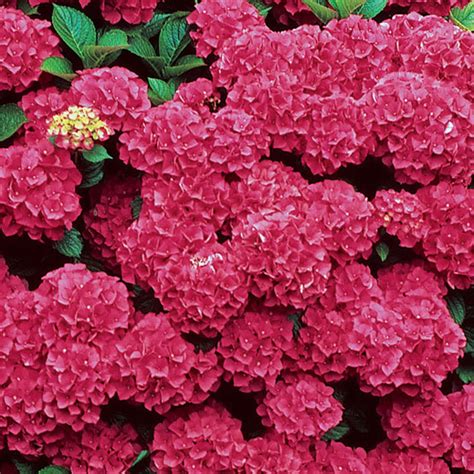 Its natural range is interior regions of the southeastern united states. Bigleaf hydrangea - FineGardening