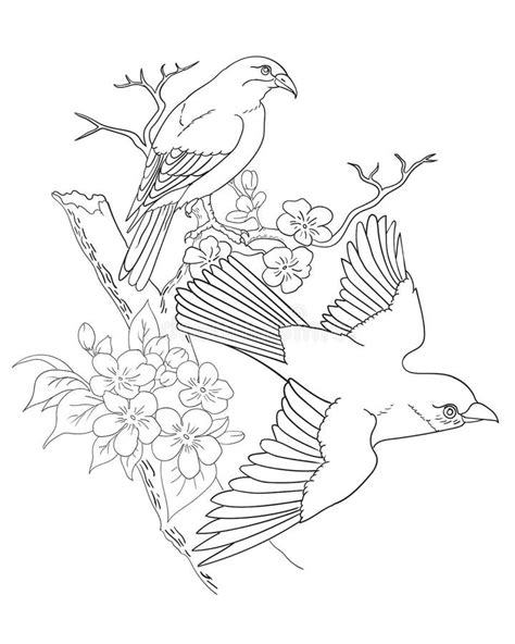 Birds And Flower 8 Coloring Page Stock Vector Illustration Of Vector