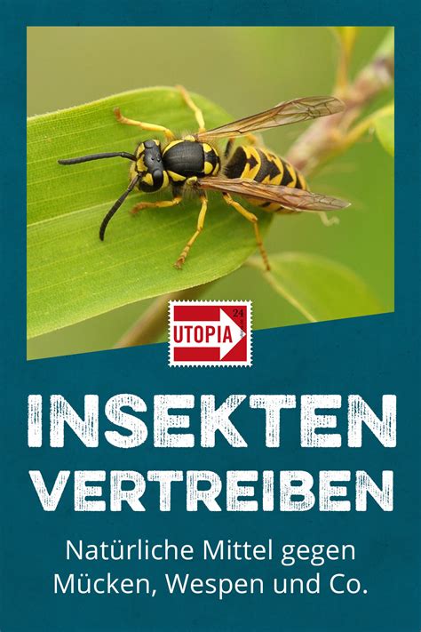 Insekten Vertreiben Mittel Gegen Mücken Wespen And Co Utopiade