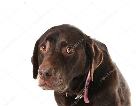 Sad Dog — Stock Photo © Hannamariah 11105998