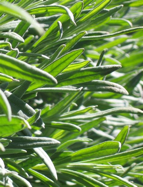 Lavender Leaves Free Photo Download Freeimages