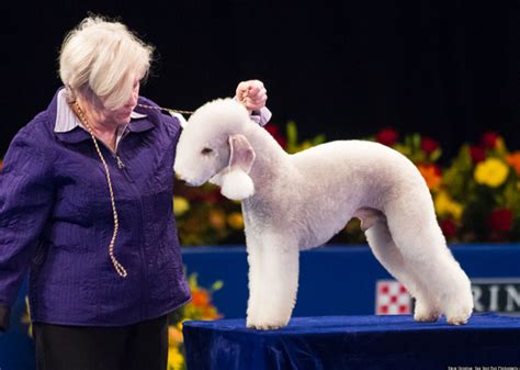 Strange Dog Breeds Spotted At The 2012 National Dog Show Huffpost