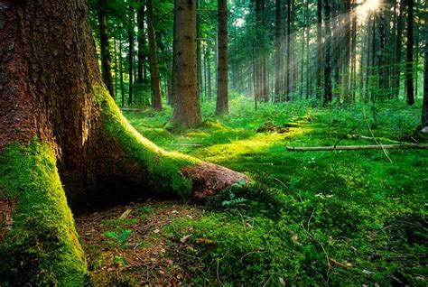 Mossy Forest Forest Grass Bonito Trees Rays Summer Moss Nature