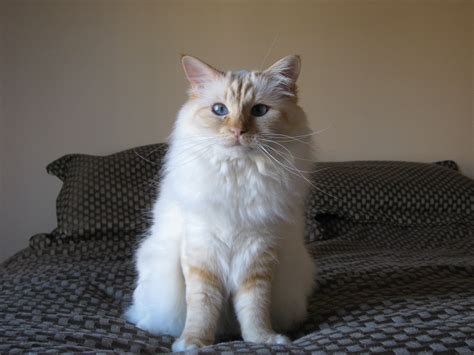 Birman Cat Red Point Gato Sagrado De Birmania Razas De Gatos