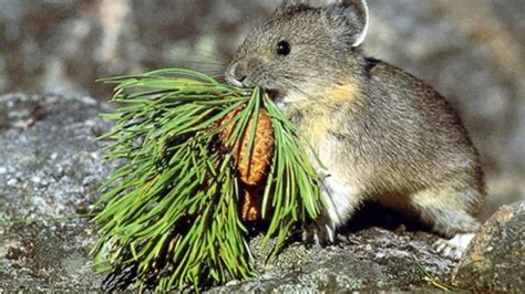 Pika Watchers Sought For Summer Season In Columbia River Gorge