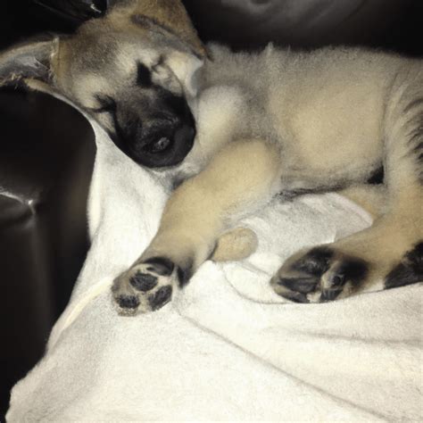 How Much Do Puppies Sleep What To Expect From Your New Fur Babys