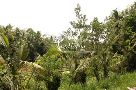 Ub 515 Bali Property Bali Real Estate Land For Sale In Bali Villa