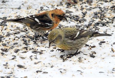 They forage mostly in spruce and tamarack, prying open the cones with their crossed bills to eat the seeds. The Vineyard Gazette - Martha's Vineyard News | White ...
