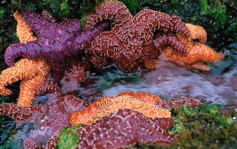 Ochre Sea Star Keystone Species Landscape Concept National Marine