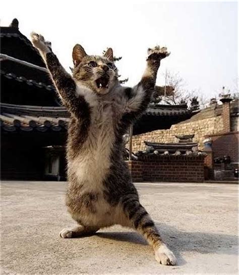 10 Ninja Cats With Mad Skills Funny Cat Pictures Ninja Cats Funny