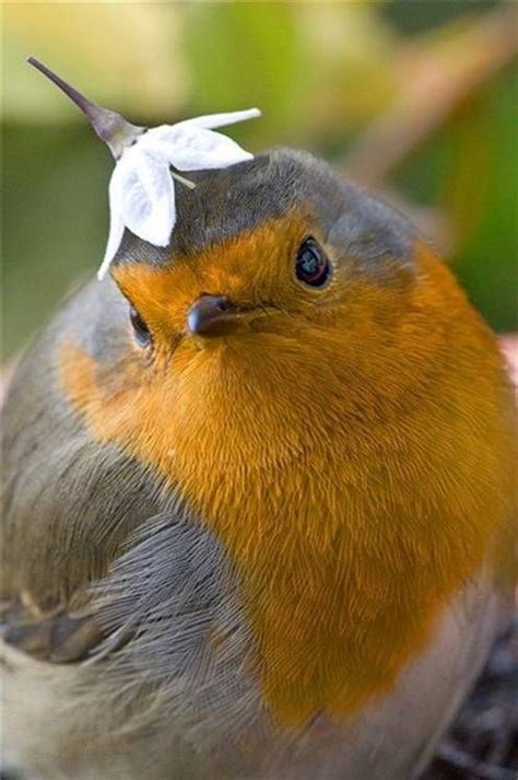 85 Best Cute Little Fat Birds Images On Pinterest